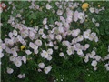 oenothera